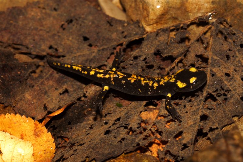 Salamandra salamandra gigliolii